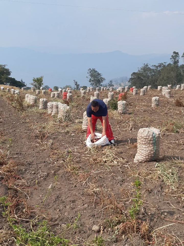 Cosecha agrícola